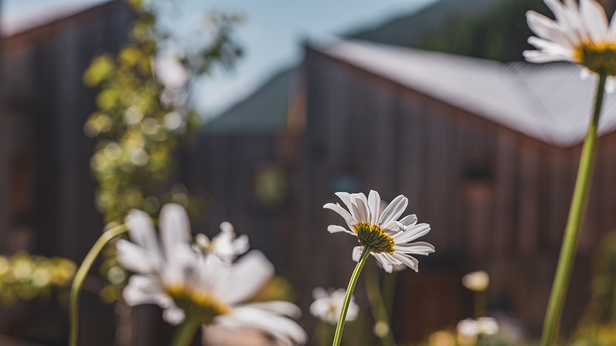 Blasla Hof - Valle di Casies
