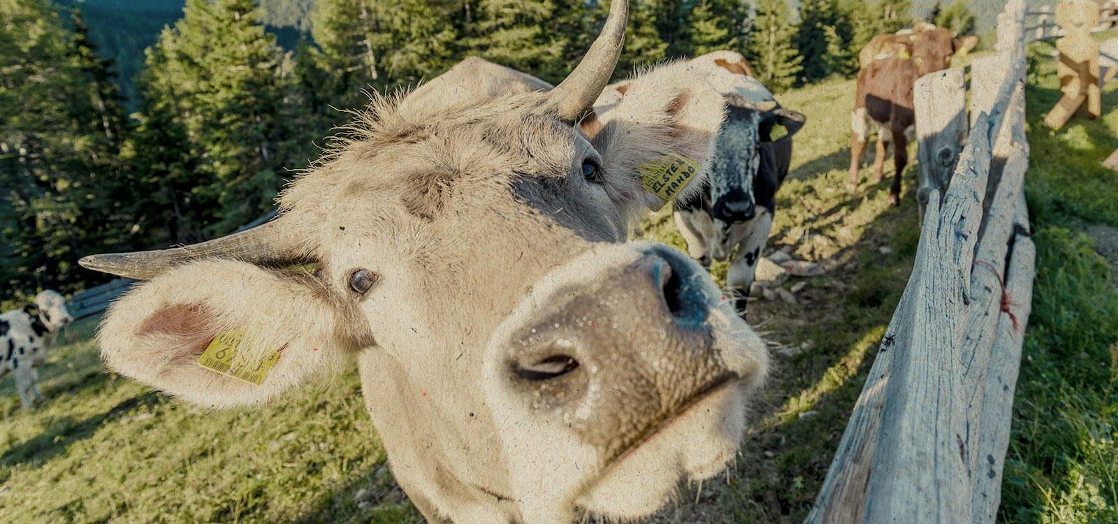 Divertimento estivo al Blasla Hof - Mucca