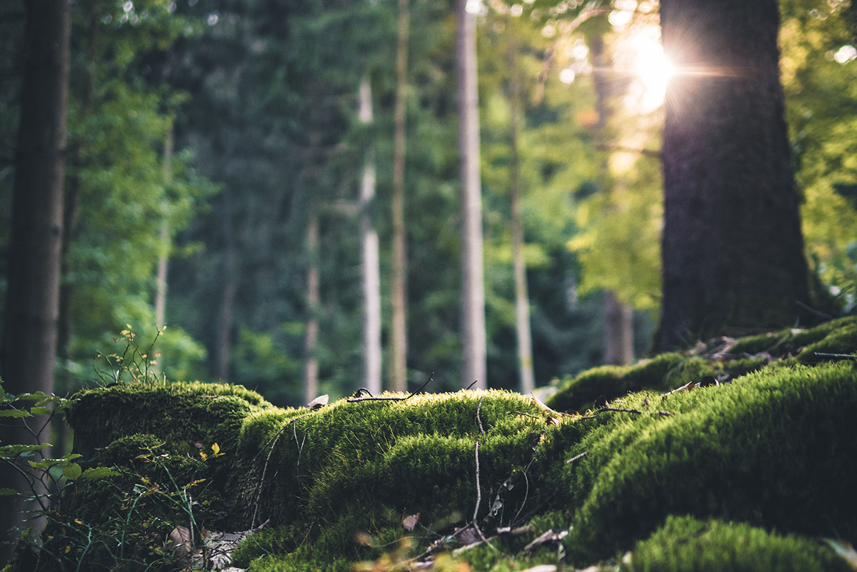 Waldbaden im Blasla Hof
